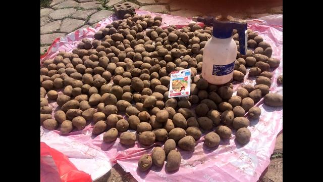 Лоплош,посадка картохи