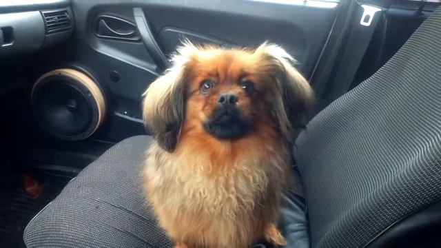 Запретил гавкать в машине смотреть онлайн