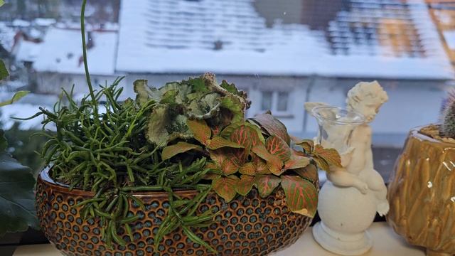 КОМНАТНЫЕ РАСТЕНИЯ.МОИ ПОКУПКИ.ЧТО НОВОГО.#цветы #влог #растения #обзор#покупки# смотреть онлайн