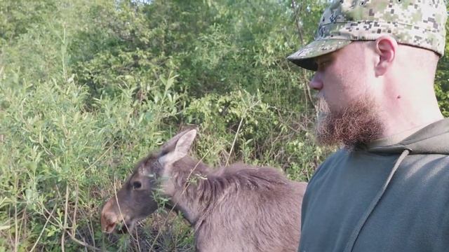 Алексей Седой. Отец лосей. Знакомство с Сумароковской лосишкой Бирюзой. смотреть онлайн