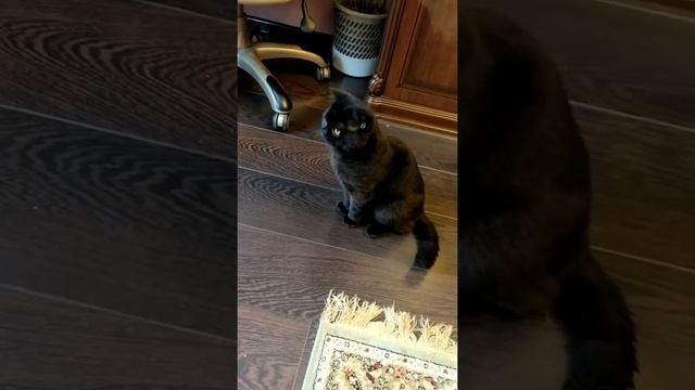 Британский кот.Окрас чёрный бриллиант.