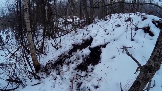 Волки раскапывают бобровую хатку. смотреть онлайн