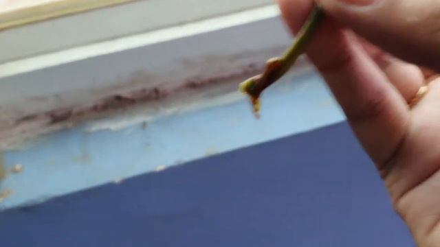 Syngonium Propagation With Leaf😱