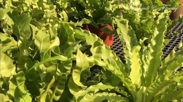 4K Singapore Plant Nursery - Nepenthes Mirabilis can be found here смотреть онлайн