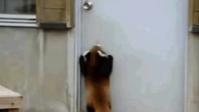 Stayin' Alive - gif compilation смотреть онлайн
