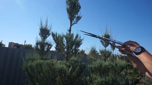 Стрижка молодых можжевельников смотреть онлайн