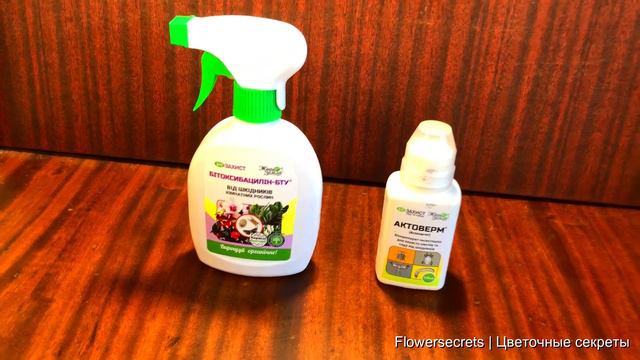 Трипсы исчезли с цветов от одной обработки! Трипсы, как избавиться быстро | Flowersecrets