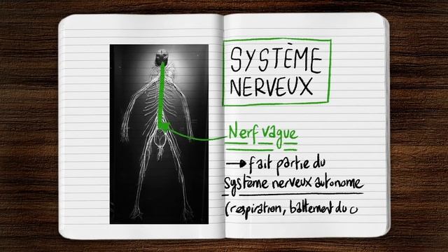Les plus dangereuses zones du corps humain ? смотреть онлайн