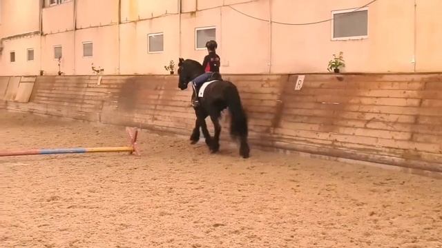 Фризский ster жеребец на продажу смотреть онлайн