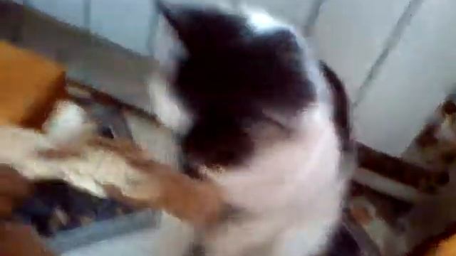 Кот - бобр)) Угар)) Ржем)