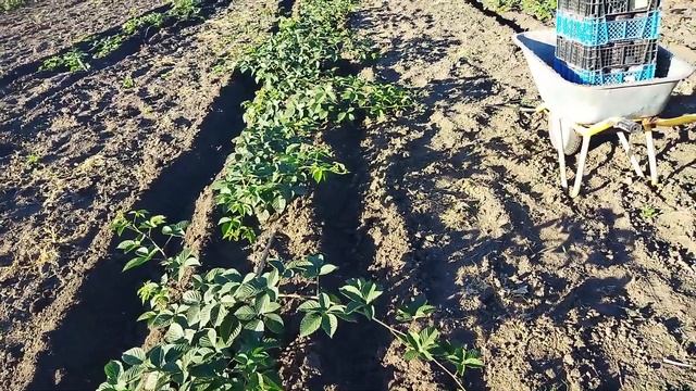 Укоренение ежевики под капельной лентой в пригороде Воронежа. смотреть онлайн