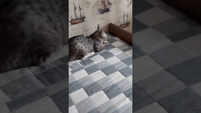 Кот играет и не устаёт.А я уж спать хочу.Смешной кот.The cat doesn't get tired.Funny cat. смотреть онлайн