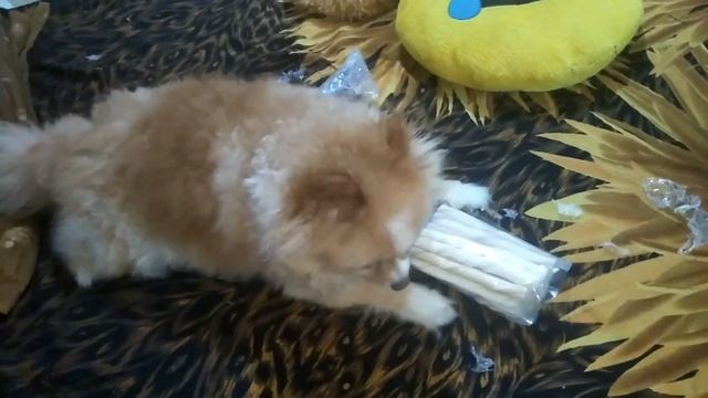 My greedy dog creemy get new chew sticks packet ? My vlog in educational channel by Ritashu смотреть онлайн