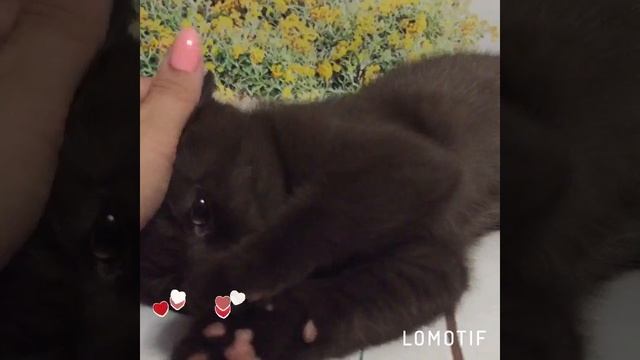 Британский котенок. Британский шоколадный котик смотреть онлайн