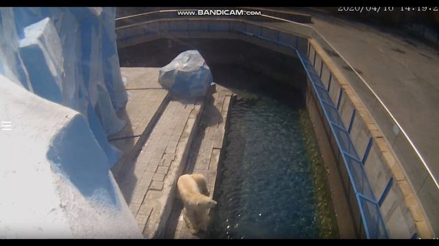 Кай отдыхает, прогуливается и смотрит к нам в камеру 16.04.2020 смотреть онлайн