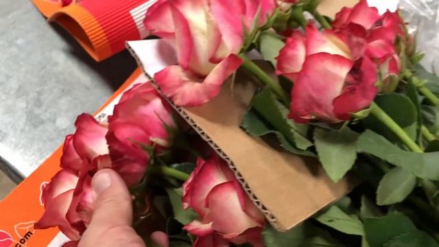 Сорт розы Paloma на плантации роз в Эквадоре смотреть онлайн