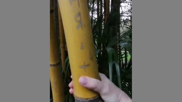 2022 март Сочи Парк Южных культур 3 смотреть онлайн