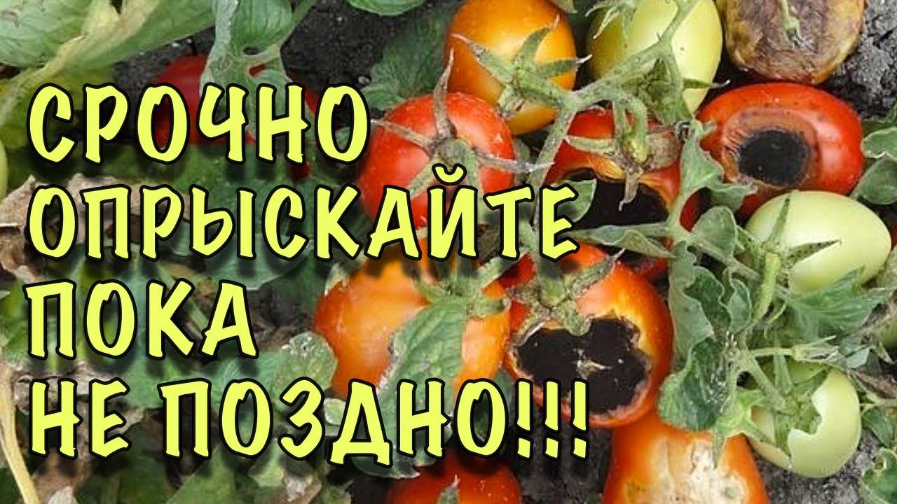 ВЕРШИННОЙ ГНИЛИ НЕ БУДЕТ! Опрыскайте ТОМАТЫ СЕЙЧАС, чтобы НЕ ВЫКИДЫВАТЬ УРОЖАЙ смотреть онлайн