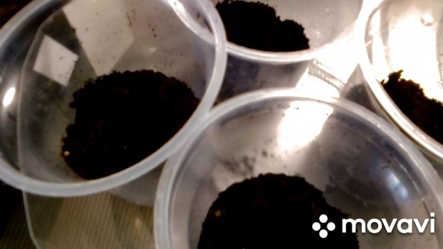 Помидоры на рассаду. 2024 г