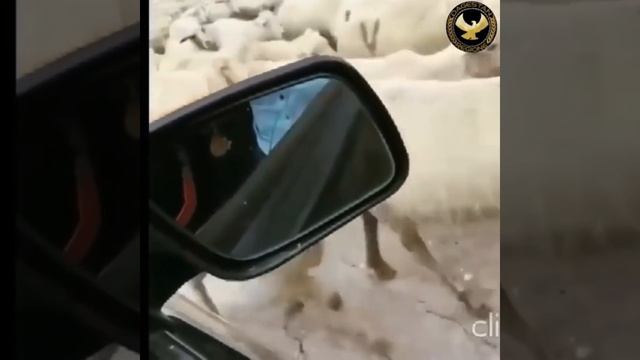 Хасбика поймали гаишники Hasbik Caught By Traffic Cops. Смех Хасбик