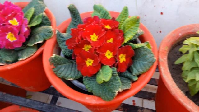 Care of Prim Rose Plant / Primula Plant (English) || How to Grow and Care Prim Rose / Primula смотреть онлайн