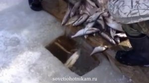 Чехонь. Как ловят чехонь зимой!