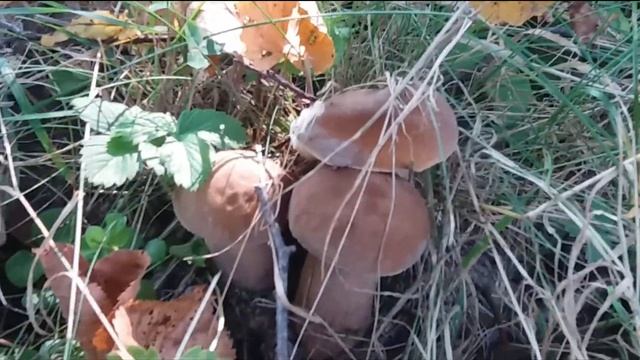 Дрогобич 27.08.2019р. Сезон білих грибів почався . смотреть онлайн