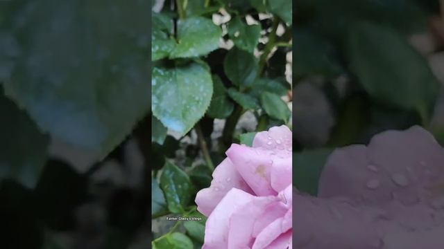 Blue Parfum смотреть онлайн