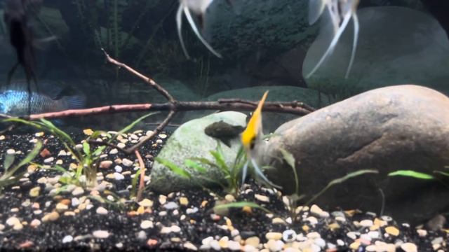 UPGRADING MY AQUARIUM WITH NEW FISH & AQUASCAPE + FISH ROOM UPDATE смотреть онлайн