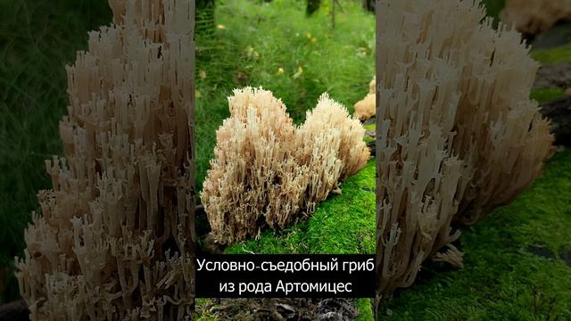 Клавикорона крыночковидная в лесу