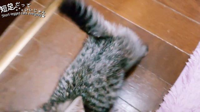 お腹が空いたと鳴くジェネッタの子猫　The Genetta Munchkin cat meowing! So cute kitten! смотреть онлайн