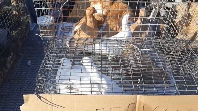Сборная ярмарка голубей в Ростове на Дону. Птичий рынок 17.09.23. смотреть онлайн
