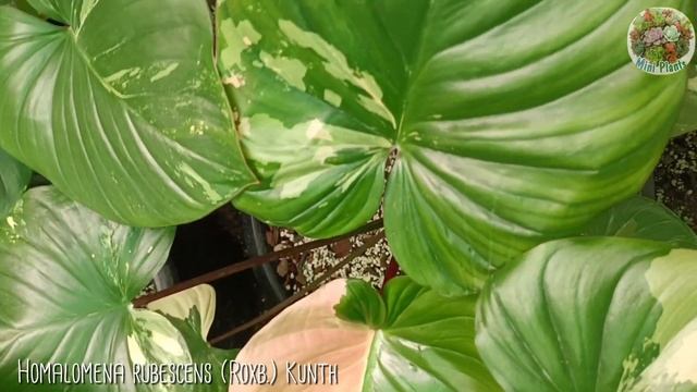 Sirenbrity Alocasia Variegated And Homalomena Rubescens (Roxb.) Kunth