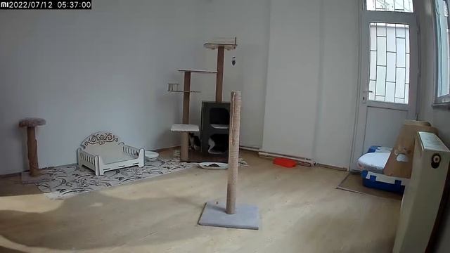 Kitten stuck in heater core. The desperate cries of the mother cat. Adorable Paws - Kitten Rescue смотреть онлайн