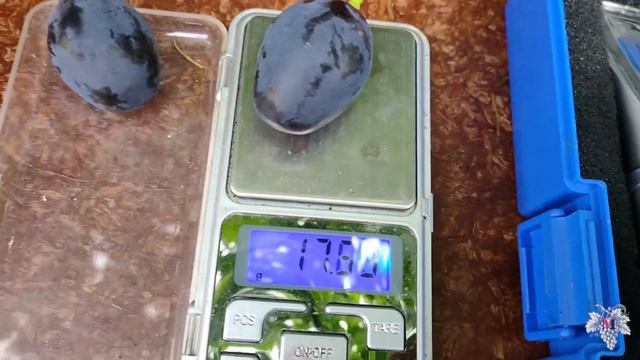Виноград Алвика. Урожай и особенности гибридной формы смотреть онлайн
