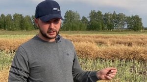 Особенности выращивания и уборки ярового рапса на полях Августа в Казахстане