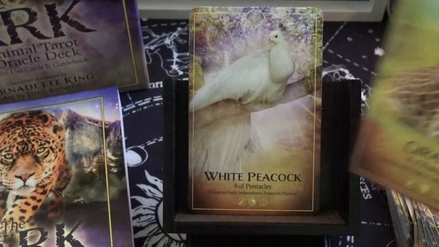 The Ark Animal Tarot & Oracle Deck | Full Flip Through of Each Card смотреть онлайн