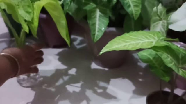 How To Grow Syngonium// Syngonium ko kaise lagaen смотреть онлайн