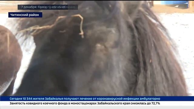 Переезд, расширение жилплощади и любовь: о быте лесного братства в зоопитомнике "Амодово" смотреть онлайн