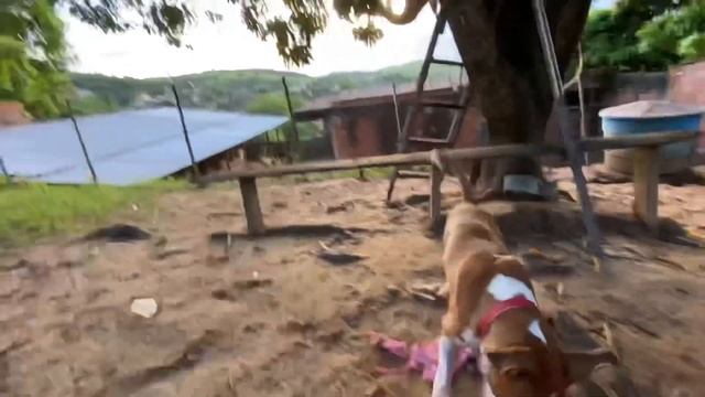 FORAGIDO ! POLACO GIGANTE DE 114 CM смотреть онлайн