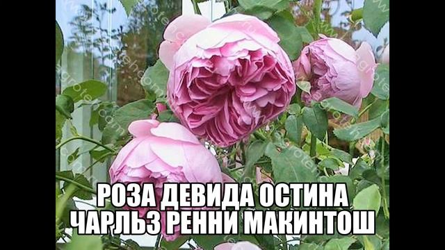 Роза Девида Остина Чарльз Ренни Макинтош смотреть онлайн