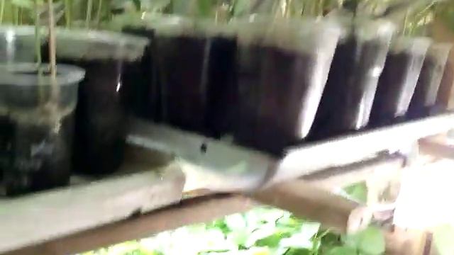 Мою рассаду подъедает мышь смотреть онлайн