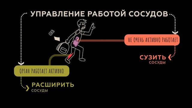 Почему бьется сердце? Регуляция работы сердечно-сосудистой системы. Физиология человека — урок 14 смотреть онлайн