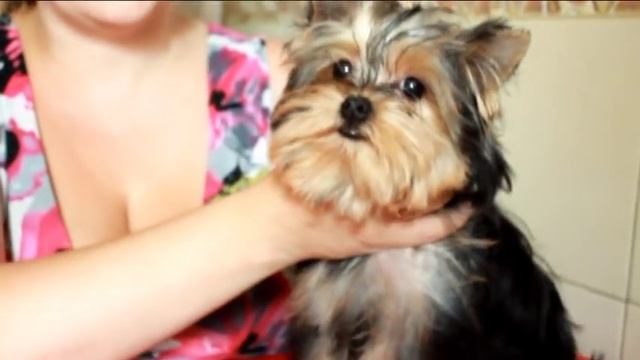 Гигиеническая стрижка йоркширского терьера(щенка) смотреть онлайн