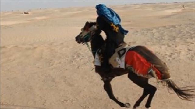 Берберийская лошадь описание и особенности | Коневодство | Берберийская порода лошадей смотреть онлайн