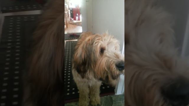 My dog makes fire-fighting noises смотреть онлайн