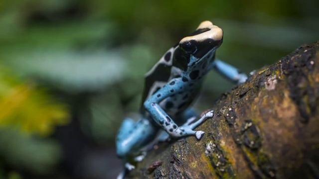 23 УДИВИТЕЛЬНЫХ ФАКТА!!! В КОТОРЫЕ ТРУДНО ПОВЕРИТЬ!!! смотреть онлайн