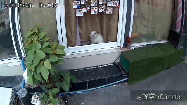 Grumpy cat Bangkok смотреть онлайн
