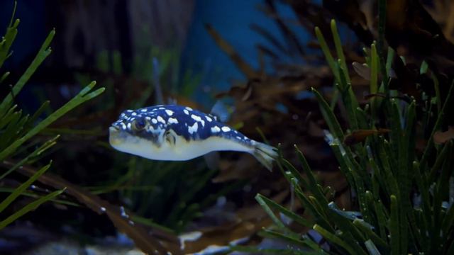 "Давать советы". 8 августа. День за днем в Ал-анон. Ежедневник для созависимых. смотреть онлайн