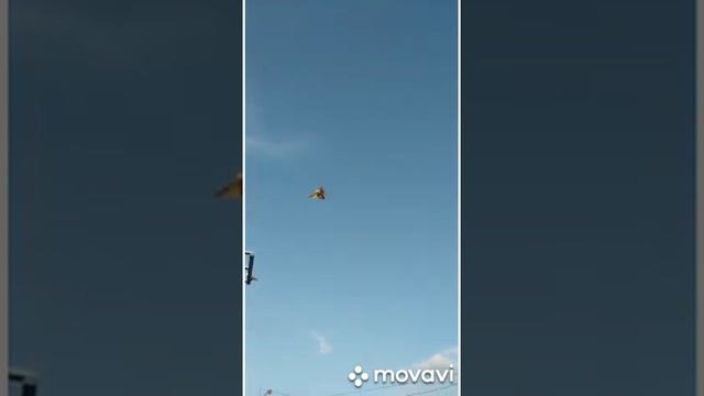 Благодарненские бойные голуби Токарь В.А. Посадочный бой. смотреть онлайн